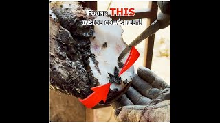 🔍 An Inside Look at Deep Hole Carving on a Cow Hoof 🐄✨  Expert Hoof Care amp Relief 🛠️👣 [upl. by Hemphill571]