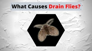 What Causes Drain Flies [upl. by Bethany]