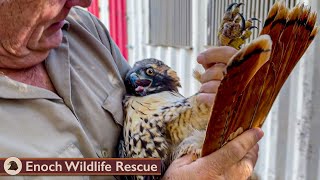 Red Tail Hawk Shows Off After Released Back to the Wild [upl. by Godderd951]