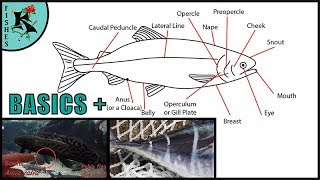 Basics of Bony Fishes Most Fishes  Koaw Nature Lesson 3 [upl. by Aliuqaj]