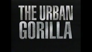 National Geographic The Urban Gorilla 1992 [upl. by Rech699]