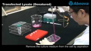 Transfected Lysate Denatured [upl. by Phipps]