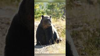 GRIZZLY NAPS BESIDE ME 🤎 grizzlybear bear nap cuteanimals cute wildlife nature bearcountry [upl. by Lawan]