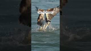 Daredevil Osprey dives talon first into the water and snatches a toothy lizardfish from the deep [upl. by Nakeber573]