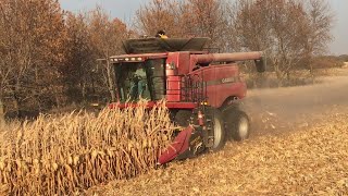 Harvest 2022 Corn Case International 7088 and Drago Head GPS Tracking Unloading Into Grain Cart [upl. by Mayberry940]