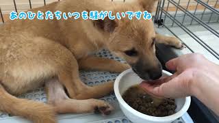 保護犬が心を開いてくれるまでの1週間の記録 [upl. by Tnias97]