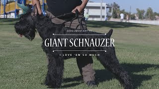 What Makes GIANT SCHNAUZERS the BEST Breed [upl. by Endaira]