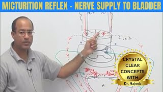 Micturition Reflex  Nerve Supply to Bladder  Micturition Cycle 👨‍⚕️ [upl. by Nnylekoorb684]