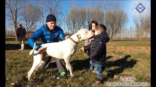 Mandragula Dogo Argentino  Luglio 2017 [upl. by Eramat509]