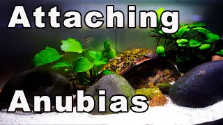 How to Attach Anubias to Driftwood and Rocks 3 Easy Ways Beginners Too 🌱🌿 [upl. by Airotahs549]