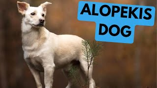 Alopekis Dog  TOP 10 Interesting Facts [upl. by Attiuqal370]