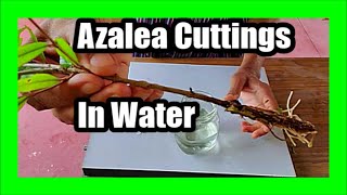 How to Propagate Azaleas From Cuttings in Water Grow Azalea Cuttings In Water [upl. by Denise]