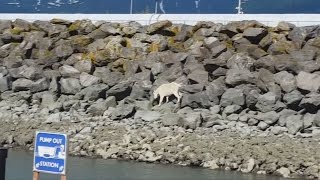 Wild mountain goat dies after being crowded by onlookers in Alaska [upl. by Pinkham156]