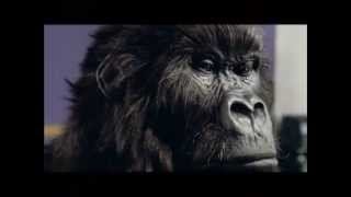 Cadbury Gorilla 90 second commercial [upl. by Bopp142]