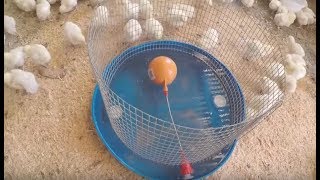 How to make a water drinker for chickens  Chicken Waterer [upl. by Harleigh889]