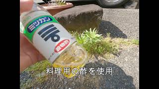 【無農薬で除草】酢で雑草が枯れる！？その即効性を検証してみた／【Herbicide】Vinegar kills weeds！？ [upl. by Ecinna]