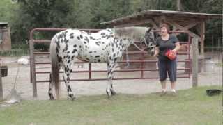 Hoof Abscess Cure Video Tutorial [upl. by Rozalin]