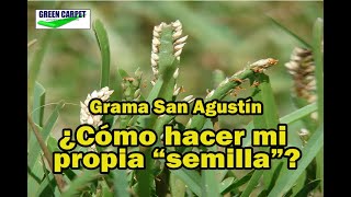 Grama San Agustín ¿cómo la puedo reproducir [upl. by Onitnelav857]