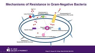 New Antibiotics for the Treatment of Drug Resistant Gram Negative Infections [upl. by Sarette]