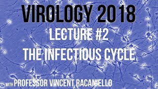 Virology 2018 Lecture 2 The Infectious Cycle [upl. by Annauqaj]