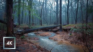 Cold Relaxing Walk in the Rain Binaural Rain and Nature Sounds for Study and Sleep ASMR [upl. by Anaahs956]