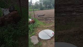 Peacock original video 🦚 peacock birds cute shortvideo hinduchant peacocking [upl. by Ecyaj]