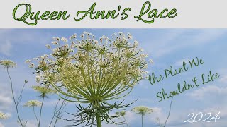 Queen Anns Lace the Plant We Shouldnt Like [upl. by Pembroke745]