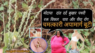 अद्भुत और चमत्कारी वनस्पति अपामार्गलटजीरा के औषधीय गुणBenefits of Apamarga achyranthes aspera [upl. by Anetta]