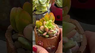 Mini succulent garden pot 🌺💐💚😍 [upl. by Elden]