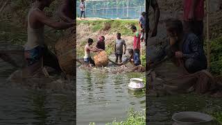 Fishermen are catching fish fishing freshwaterfish shorts [upl. by Sears]