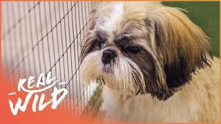 Abused Shih Tzu Gets Rescued  Dog Tales  Real Wild [upl. by Severin250]