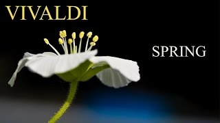 VIVALDI The Four Seasons Spring quotLa primaveraquot FULL  Classical Music HD [upl. by Mcgee]