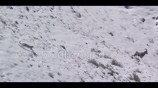 Snow Leopard incredible flight fall and fight  rare footage from the Himalaya [upl. by Nerat363]