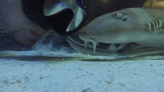 The Brown Banded Bamboo Shark [upl. by Erihppas960]