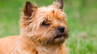 Cairn Terrier [upl. by Milford]