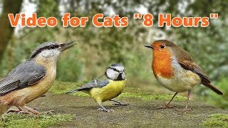 Videos for Cats to Watch  Bird Fun  8 HOURS [upl. by Warenne263]