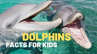 Dolphin Facts For Kids  Dolphin videos for kids  Did You Know that Dolphins Are a Type of Mammal [upl. by Sitoiganap614]