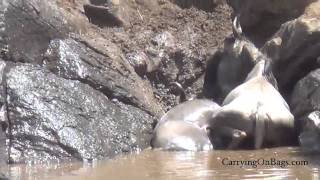 Wildebeest Migration  AMAZING Maasai Mara Kenya [upl. by Gnim]