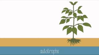 Introduction to Photosynthesis [upl. by Ayekahs]