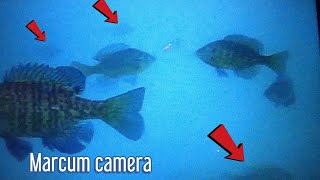 UNDERWATER Footage Using The MARCUM vs485c [upl. by Letnoj143]