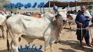 tharparkar Bull and kankrej bull  Tando Muhammad Khan mandi update  Sindhi Cattle Market  Sep 29 [upl. by Zabrine]