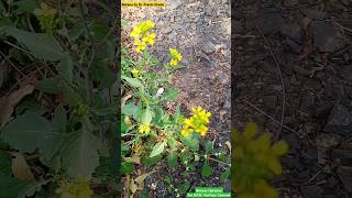 Rhamphospermum arvense  Wild Mustard Plant  Brassicaceae Family brassica mustard planttaxonomy [upl. by Emmalyn344]