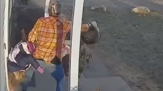 Mom throws raccoon attacking her young daughter [upl. by Nohs]