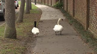 Trio of mating swans makes nest near Lake Morton in Florida [upl. by Mora]