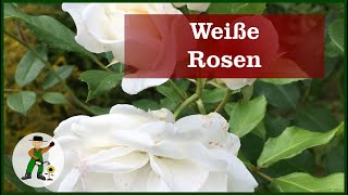 Weiße Rosen im Garten [upl. by Scot115]