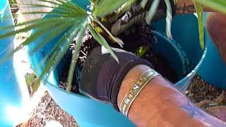 How to transplant a Chamaerops humilis palm [upl. by Korwun]