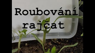 roubování 🍅 rajčat 🍅 [upl. by Jimmie]