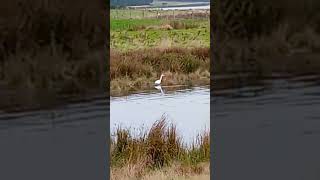 Egret fishing 2024 nature youtubeshorts waterbirds viralvideo birds outdoors walking [upl. by Bugbee]