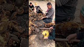 Sunflower seeds manual threshing process [upl. by Yelime]