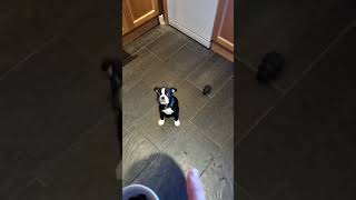 10 week old Boston Terrier Puppy training trainedpuppy [upl. by Tra748]